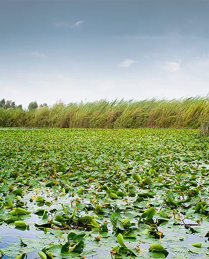 Lily pond