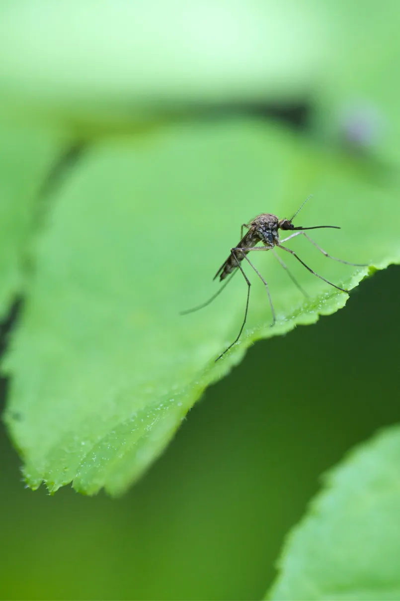 Mosquito on a leaf