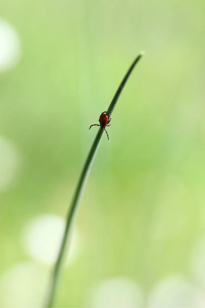 Tick on a blade of grass