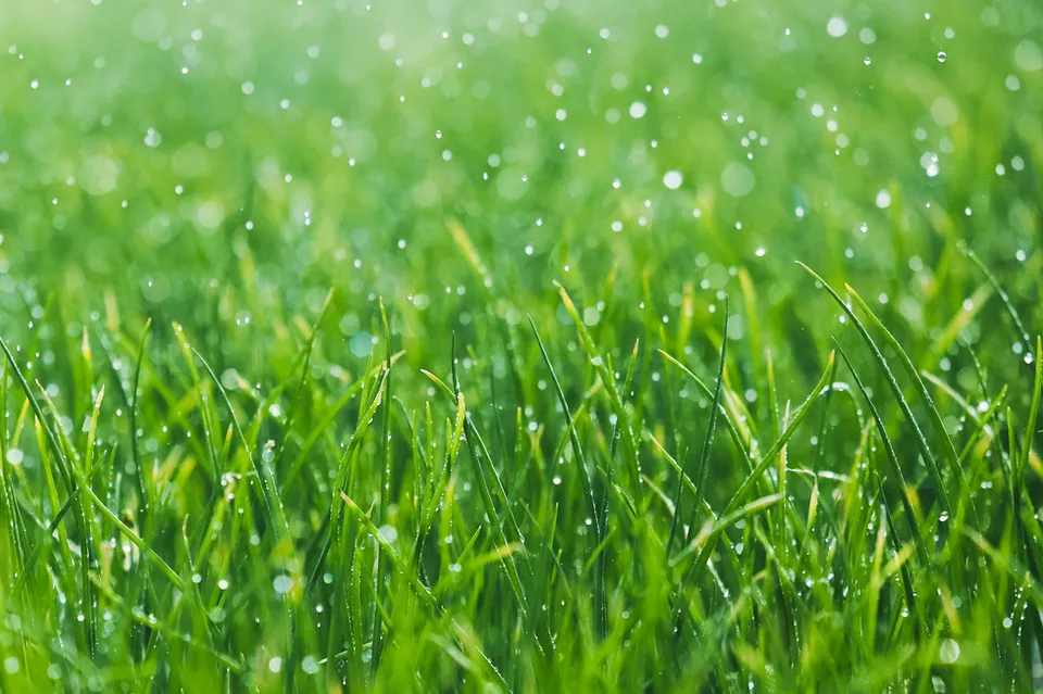 Wet grass